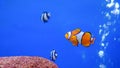 Wonderfull underwater world with corals and tropical Clown fish in Aquarium