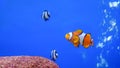 Wonderfull underwater world with corals and tropical Clown fish in Aquarium