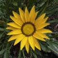 Wonderfull yellow Daisy