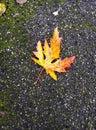 Wonderfull yellow and orange leaf of autumn