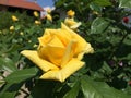 Wonderfull yellow roses