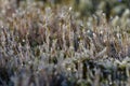 Wonderfully beautifully frosted moss on a stump