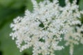 Wonderfully colored AzaleasFlowers of elderberry