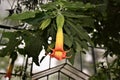 Wonderfully colored, pendulous, narrow, trumpet-shaped flower Brugmansia sanguinea