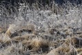 Wonderfully frosted old grass in the field