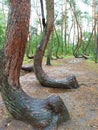 The wonderfully weird crooked forest of Poland Royalty Free Stock Photo