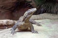 Comodo Dragon at Bronx Zoo