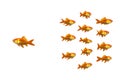 Wondering goldfish Royalty Free Stock Photo