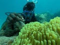 Closer view of a Nemo Fish house on top of the coral reef Royalty Free Stock Photo