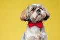 Wondering Shih Tzu puppy looking away and wearing bowtie