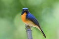 Straight face of fascinated blue and orange bird, Chinese blue flycatcher Cyornis glaucicomans