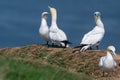 Wondering what is going on, gannet sea bird looks directly at the camera as two take part in courtship ritual Royalty Free Stock Photo