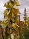 Wonderful yellow desert flower from utah