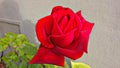 Wonderous Love Rose Royalty Free Stock Photo