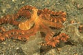 Wonderpus octopus Royalty Free Stock Photo