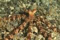 Wonderpus octopus - Wunderpus photogenicus Royalty Free Stock Photo