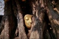 The wonders of the Buddha`s head are in a tree. Royalty Free Stock Photo