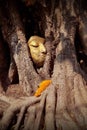 The wonders of the Buddha`s head are in a tree. Royalty Free Stock Photo