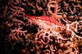 Red Hawkfish on fan coral.