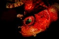 Scorpionfish eye highlighted on night dive.