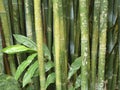 Wong Chuk Royal Bamboo Graffiti Royalty Free Stock Photo