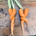 Wonky carrot vegetables Royalty Free Stock Photo