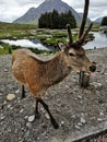 Wonky Stag at Glencoe