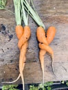 Wonky veg carrots