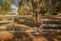 Wonnerup Farm in Western Australia