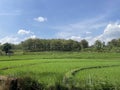 Expanse of rice fields. Royalty Free Stock Photo