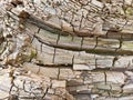 Wood Abstract Background Texture With Cracks and Scratches Royalty Free Stock Photo