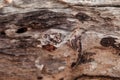 Wood abstract composition Royalty Free Stock Photo