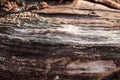 Wood abstract composition Royalty Free Stock Photo