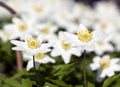 Wood anemone (Anemone nemorosa)