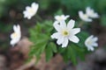 Wood anemone (anemone nemorosa) Royalty Free Stock Photo