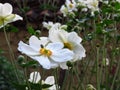 Wood Anemone, Anemone Nemorosa blooming. Beautiful summer white garden flowers.