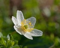 Wood anemone Anemone nemorosa Royalty Free Stock Photo