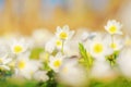 Wood Anemone, Anemone nemorosa