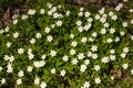 Anemone nemorosa flower in the forest in the sunny day.