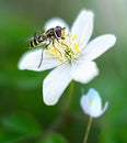 Wood anemone. Close-up