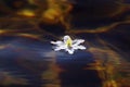 Wood anemone floating in water.