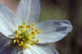 Wood Anemone flower close up/macro small white flower