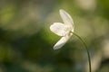 Wood Anemone flower in forest with stamen visible Royalty Free Stock Photo