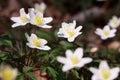 wood anemone flowering in the beautiful spring sunshine