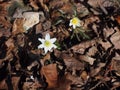 White Wood anemone flowering in leaf litter, spring season nature details
