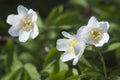 Wood anemone flowers