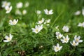 Wood anemone flowers, white flowering ground cover in the forest