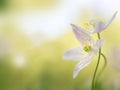 Wood anemone - macro of an early spring flower couple