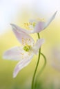 Wood anemone - macro of an early spring flower couple Royalty Free Stock Photo