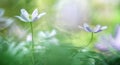 TWo wood anemone Royalty Free Stock Photo